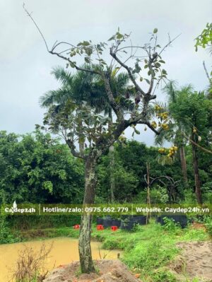 Hàng cổ thụ dáng bay siêu đẹp, là loại Hồng Tết đèn lồng