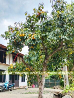 Cây Hồng Tết lâu năm trồng trước nhà