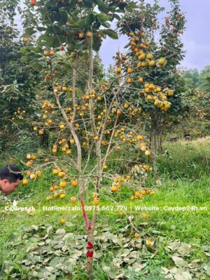Quả Hồng tết sai trĩu cành, cành nào cũng có quả màu vàng cam thu hút