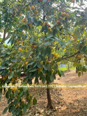 Hồng Tết lâu năm quả đang bắt đầu chín vàng