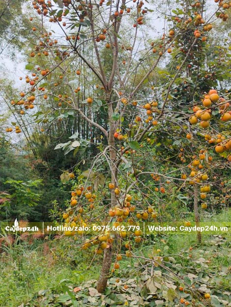 Hình ảnh cây Hồng Tết trụi lá chỉ còn nguyên quả màu vàng cam