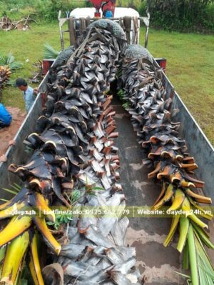 Thốt Lốt trưởng thành, thân cao khoảng 3m