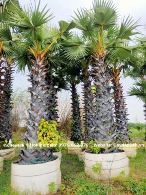 Dâm ủ cây Thốt Nốt trong bầu đất quây nổi