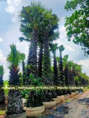 Vườn dưỡng cây Thốt Nốt nhiều năm tuổi, chiều cao trên 5m