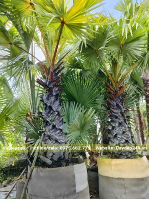 Những cây Thốt Nốt mới lớn dưỡng trong bầu đất quây nổi