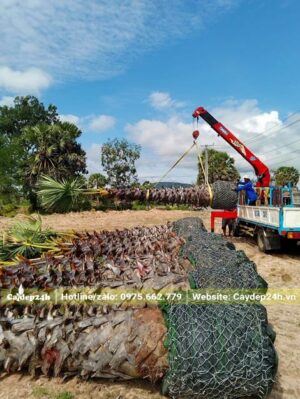 Cầu cẩu đang hạ cây Thốt Nốt từ trên xe xuống, dải đúng vị trí muốn trồng