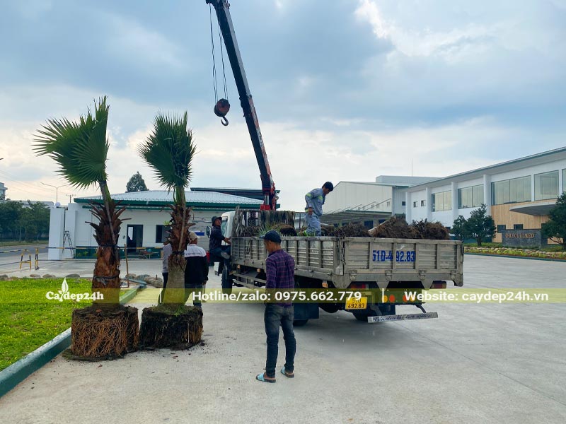 Tập kết cây Cọ Mỹ lóng cao 1.5 - 2m tại nhà máy Reclaimed ở bình dương