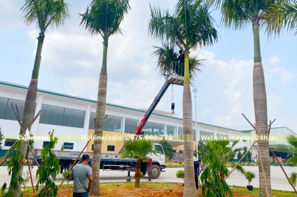 Tiến hàng thi công trồng cây xanh nhà máy ở Bình Dương