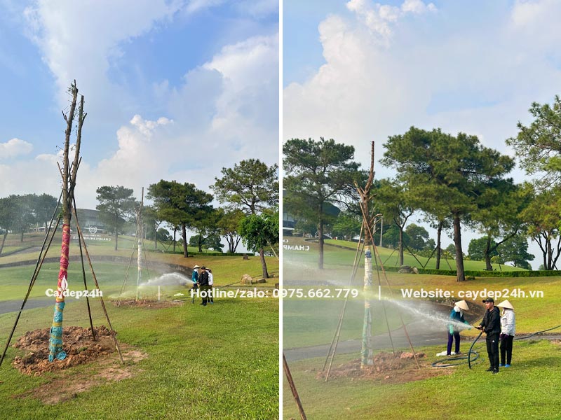 Công nhân đang chống cọc và tưới nước cho cây trồng tại sân golf Hải Dương