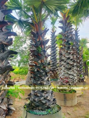 Quây bầu đất đường kính 50 - 60cm để dâm ủ cây Thốt Nốt trưởng thành