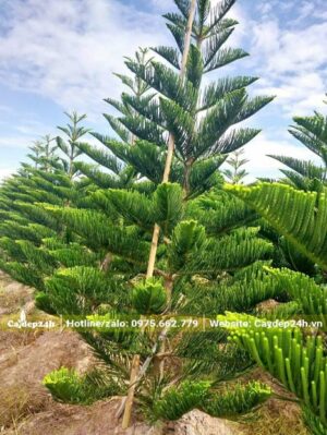 Vườn Tùng Bách Tán đã tỉa thưa, chống cọc cẩn thận