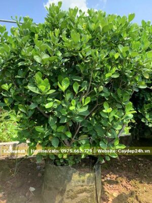 Cây hoa Bạch Thiên Hương tán đẹp, chiều cao 80cm