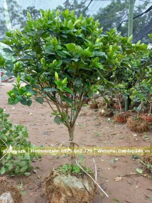 Cây dưỡng trong bầu từ nhỏ, chiều cao khoảng 0.8 - 1m
