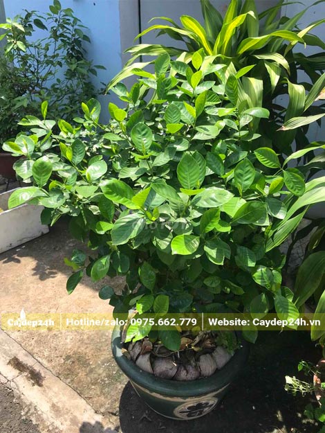 Cây Bạch Thiên Hương cảnh trồng trước nhà
