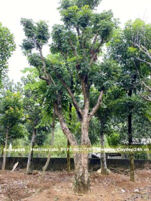 Cây Nhãn công trình đẹp, cao khoảng 5m