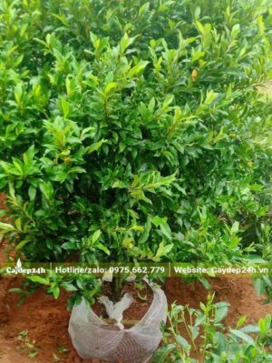 Bứng và bọc bầu cây Lan Tiêu bằng lưới