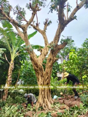Cưa hết tán cây và bứng cây Nhãn cổ thụ đường kính gốc gần 50cm