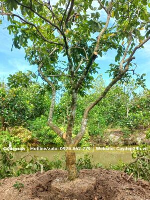 Cây Nhãn đã bứng xong và chuyển bị bọc bầu