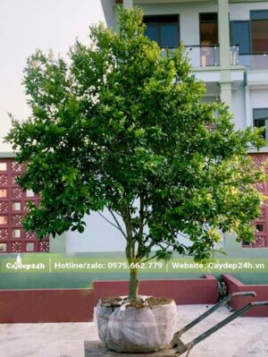 Cây Lan Tiêu vanh 6cm, chiều cao 2,4m