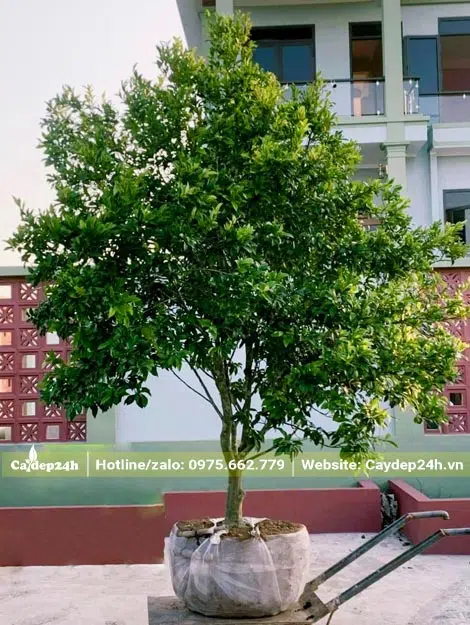 Cây Lan Tiêu vanh 6cm, chiều cao 2,4m