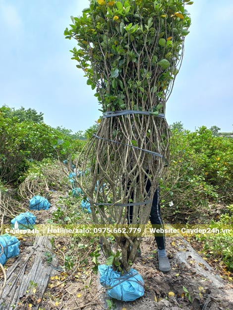 Bứng bầu, bó cành cây Bạch Thiên Hương lâu năm