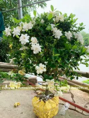 Bạch Thiên Hương đẹp, đang ra hoa