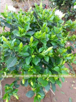 Cây Dành Dành đang ra rất nhiều nụ