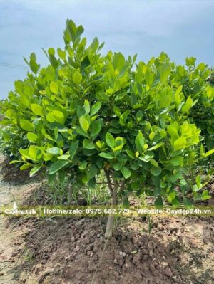 Cây trưởng thành trồng tại ruộng của nhà vườn