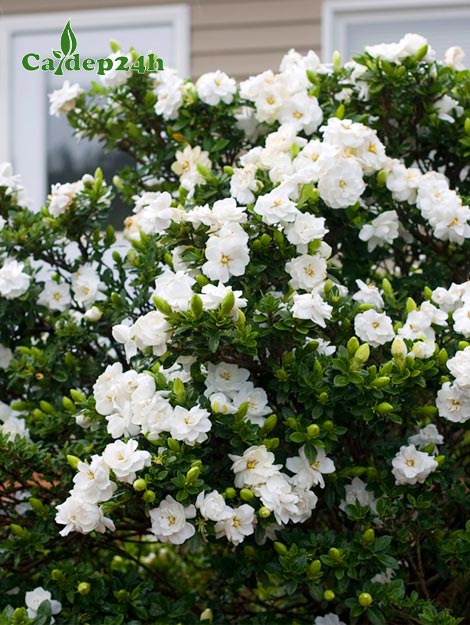 Cây hoa bạch thiên hương nở trắng cả tán cây