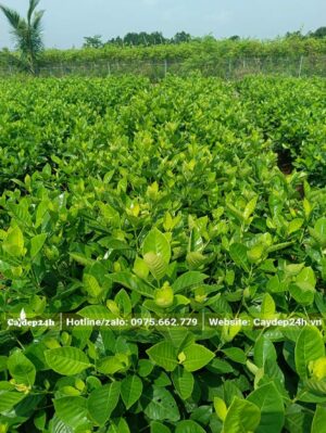 Những luống cây hoa Bạch Thiên Hương giống