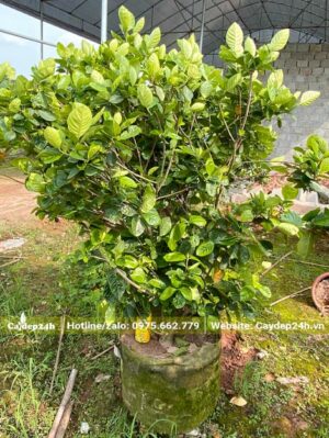 Bạch Thiên Hương dâm ủ nhiều năm