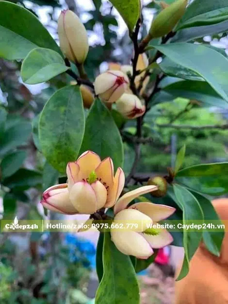 Những chùm hoa Lan Tiêu đang bung nở