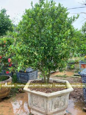 Chậu cây cảnh Lan Tiêu cao 2m tính cả chậu