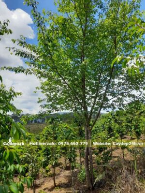 Mai Anh Đào công trình cao 4m, đường kính gốc hơn 10cm