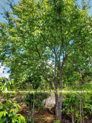 Cây hoa Mai Anh Đào chưa đến mùa rụng lá chiều cao hơn 4m