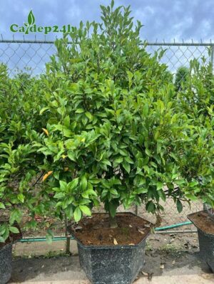 Chậu cây cảnh Lan Tiêu đẹp, chiều cao khoảng 80 - 90cm