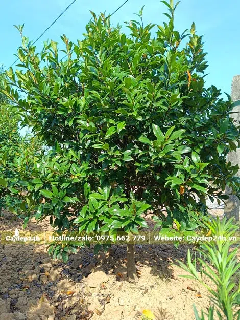 Cây Lan Tiêu lâu năm chiều cao 1m2