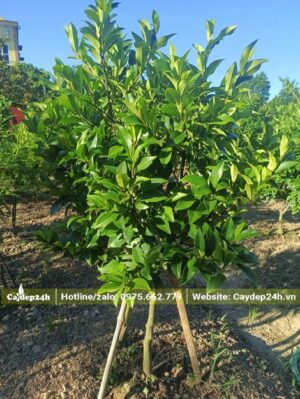 Chống cọc nhỏ cho vườn cây Lan Tiêu để phòng để gãy