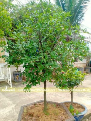 Trồng cây Lan Tiêu vanh 5cm, cao gần 2m