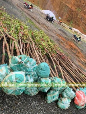 Cây đường kính 5 - 8cm đã tỉa tay cành, tập kết số lượng lớn tại điểm trồng