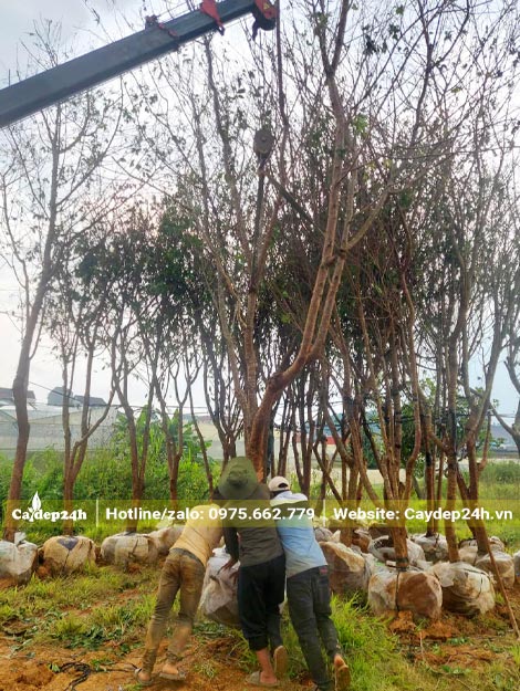 Tập kết hàng chục cây Mai Anh Đào đường kính 12 - 15cm để dâm ủ