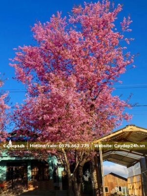 Cây Mai Anh Đào cao 5 - 6m đang nở hoa