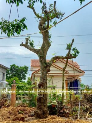Công nhân đang đào đất, bứng bầu cây Nhãn cổ thụ cao hơn 4m