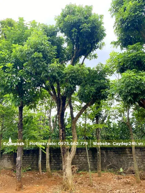 Cây Nhãn tại nhà vườn chuyên dâm ủ cây ăn quả lâu năm