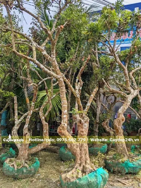 Mua bán cây Nhãn đánh thẳng số lượng lớn, đường kính gốc 18 - 20cm