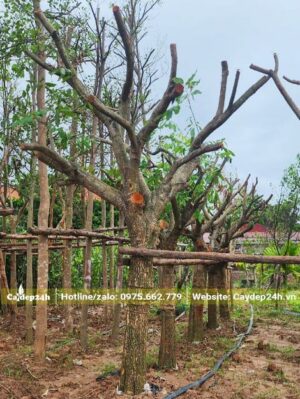 Dâm ủ và dựng cọc đỡ cho hàng cây Nhãn cổ thụ đường kính trên 20cm