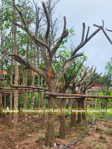 Dâm ủ và dựng cọc đỡ cho hàng cây Nhãn cổ thụ đường kính trên 20cm