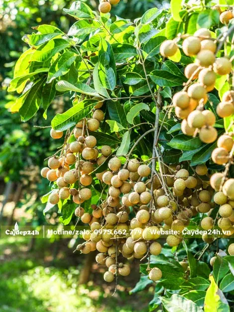 Cây Nhãn mùa quả chín, những chùm quả sai trĩu cành