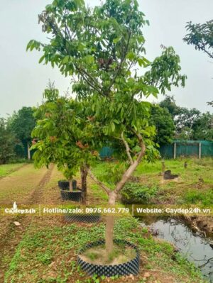 Vườn cây Nhãn dưỡng trong bầu, đường kính gốc gần 10cm
