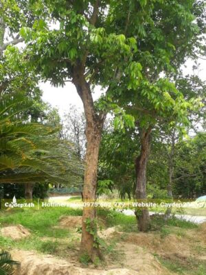 Cây Nhãn lâu năm đã dâm ủ thời gian dài